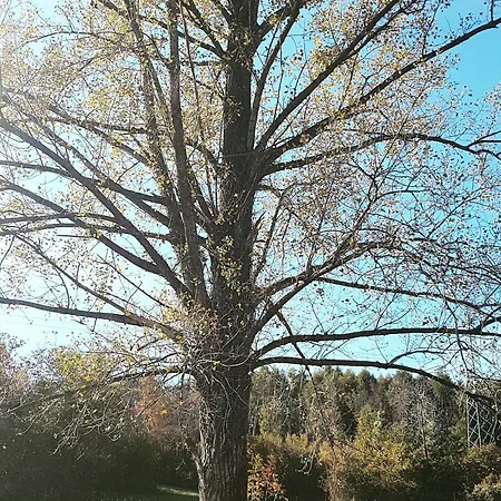 Oda ve Kahvaltı Dama Del