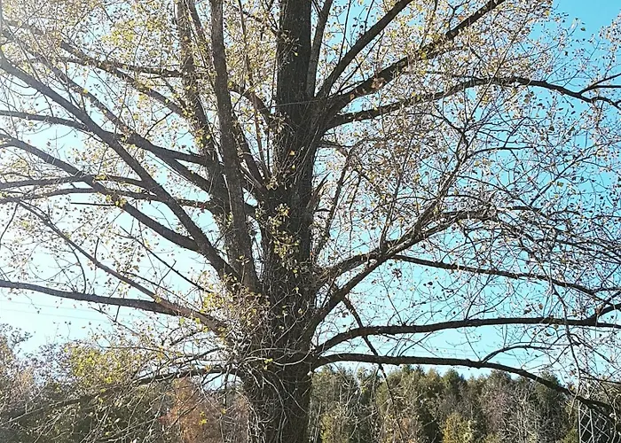 Couette-café Dama Del