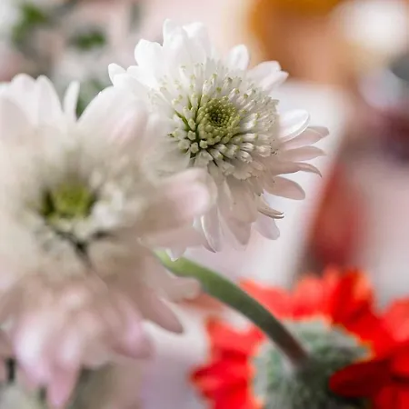 فندق مبيت وإفطار Dama Del