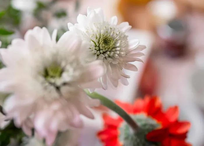 فندق مبيت وإفطار Dama Del